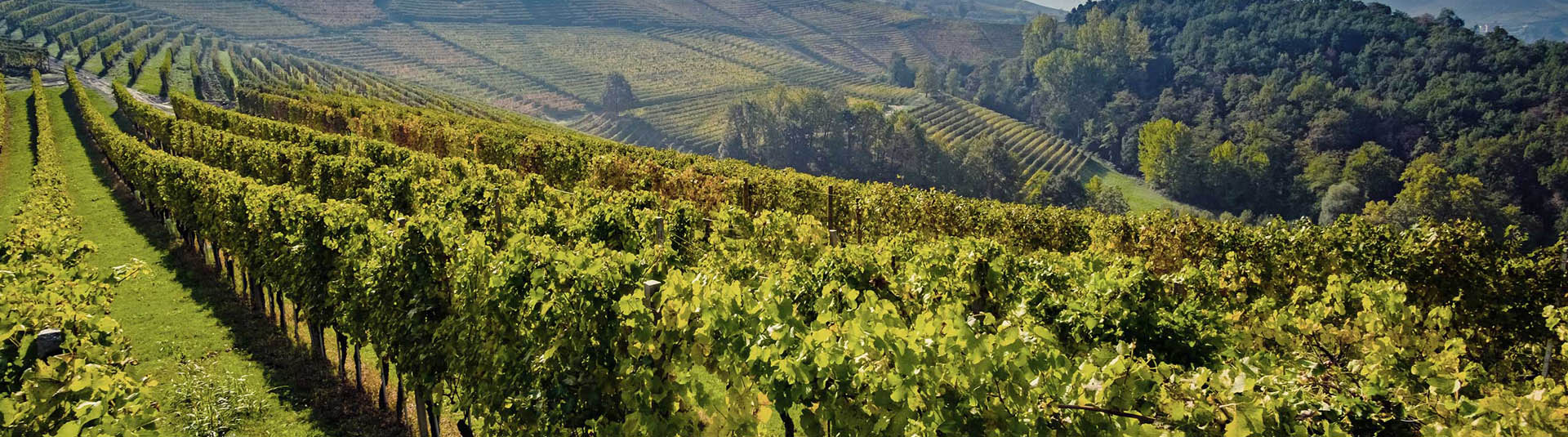 Alberto Bonotto Rappresentanze: bottiglie per vini bianchi